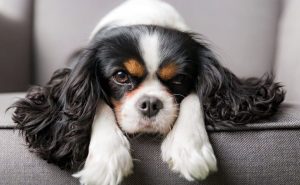 ¿Qué significa cuando un perro te sostiene la mirada? ¿Qué significa cuando un perro te sostiene la mirada?