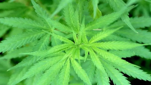 Nuevo México legaliza la mariguana; venden 2 millones de dólares en 7 horas Nuevo México legaliza la mariguana; venden 2 millones de dólares en 7 horas