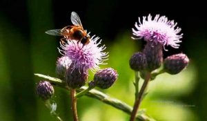 Abejas, imprescindibles para la sobrevivencia humana/video Abejas, imprescindibles para la sobrevivencia humana/video