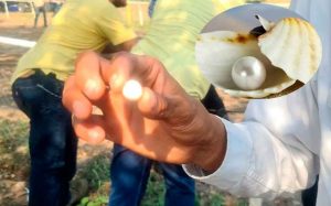 Encuentran perla en el interior de una almeja en norte de Veracruz Encuentran perla en el interior de una almeja en norte de Veracruz