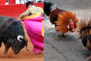 Sin facultades el estado de Nayarit para declarar la “fiesta taurina” y “peleas de gallos” como patrimonio cultural inmaterial Sin facultades el estado de Nayarit para declarar la “fiesta taurina” y “peleas de gallos” como patrimonio cultural inmaterial