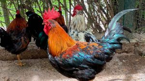 ZooIra será sede de la Expo Fresera de criadores de gallos de ornato. ZooIra será sede de la Expo Fresera de criadores de gallos de ornato.