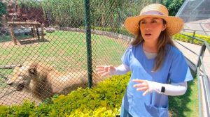 Akin, el León Africano Blanco en el ZooIra Akin, el León Africano Blanco en el ZooIra