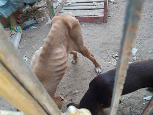 Multan por $8 mil 659 pesos a dueño que maltrataba a canes Multan por $8 mil 659 pesos a dueño que maltrataba a canes