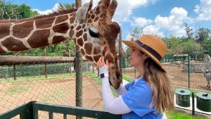 Zid la Jirafa cumplirá 1 año en el ZooIra Zid la Jirafa cumplirá 1 año en el ZooIra