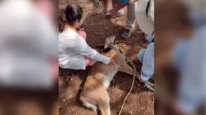 Personal de protección civil libera venado en la silleta Personal de protección civil libera venado en la silleta