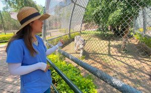 ¿Conoces a Caritas? Es un tigre de bengala blanco, que puedes visitar en el zoológico de Irapuato ¿Conoces a Caritas? Es un tigre de bengala blanco, que puedes visitar en el zoológico de Irapuato