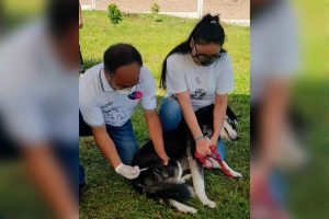 El sistema de salud de Guanajuato prepara la jornada de vacunación antirrábica canina 2022 El sistema de salud de Guanajuato prepara la jornada de vacunación antirrábica canina 2022