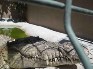 Cocodrilo de Río, una de las especies que puedes encontrar en el Zooira Cocodrilo de Río, una de las especies que puedes encontrar en el Zooira
