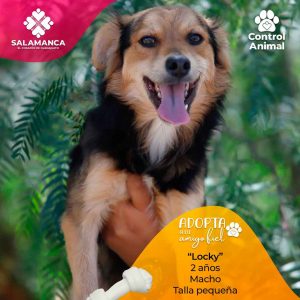 Promueve Gobierno de Salamanca campaña de adopción responsable de perros Promueve Gobierno de Salamanca campaña de adopción responsable de perros