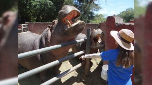 ¡Benjamín y Lisa, los hipopótamos, te esperan en el Zooira! ¡Benjamín y Lisa, los hipopótamos, te esperan en el Zooira!