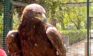 Águila Real, símbolo mexicano que puedes ver en el ZooIra Águila Real, símbolo mexicano que puedes ver en el ZooIra