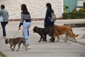 Gto se prepara para la Jornada Nacional de Vacunación Antirrábica Canina y Felina 2022. Gto se prepara para la Jornada Nacional de Vacunación Antirrábica Canina y Felina 2022.