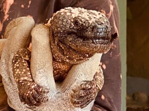 El Monstruo de Gila, reptil mexicano, te espera en el Zoológico de Irapuato El Monstruo de Gila, reptil mexicano, te espera en el Zoológico de Irapuato