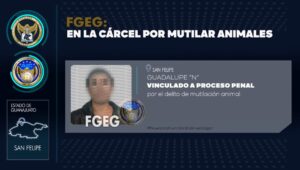 Se encuentra en prisión un sujeto que provocaba daño a perritos, a los cuales sometía y cortaba las orejas, además de embarrar con pegamento industrial su cabeza. Se encuentra en prisión un sujeto que provocaba daño a perritos, a los cuales sometía y cortaba las orejas, además de embarrar con pegamento industrial su cabeza.