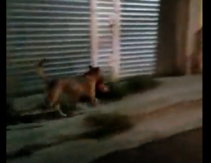 Perro pasea con cabeza humana en el hocico (vídeo) Perro pasea con cabeza humana en el hocico (vídeo)