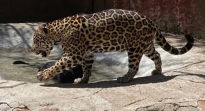 Los jaguares, tesoro mexicano que puedes ver en el ZooIra Los jaguares, tesoro mexicano que puedes ver en el ZooIra