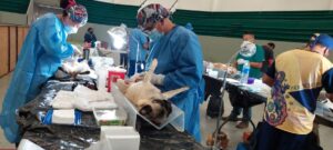 SSG da a conocer nuevas fechas de campañas de esterilización canina y felina en los municipios de la Jurisdicción Sanitaria III SSG da a conocer nuevas fechas de campañas de esterilización canina y felina en los municipios de la Jurisdicción Sanitaria III