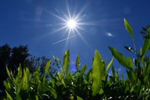 PREPARAN PROYECTO DE PALETA VEGETAL ARBÓREA PREPARAN PROYECTO DE PALETA VEGETAL ARBÓREA