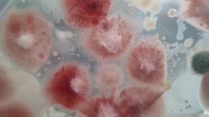 Brote de meningitis en Durango deja 19 muertos al momento Brote de meningitis en Durango deja 19 muertos al momento