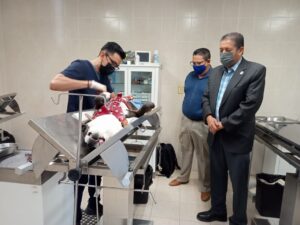 SSG fortalece en Irapuato la esterilización de perros y gatos. SSG fortalece en Irapuato la esterilización de perros y gatos.