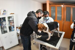 LLEVAN A CABO PRIMER JORNADA DE ESTERILIZACIÓN DEL AÑO LLEVAN A CABO PRIMER JORNADA DE ESTERILIZACIÓN DEL AÑO