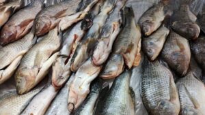 Inicia en Irapuato actividades del Operativo Cuaresma 2023. Inicia en Irapuato actividades del Operativo Cuaresma 2023.