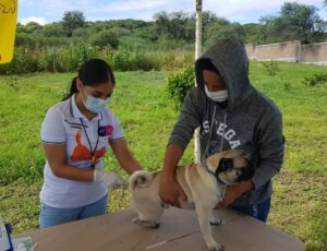 SSG informa aplicación de 130 mil dosis contra la rabia canina y felina en Irapuato y la región. SSG informa aplicación de 130 mil dosis contra la rabia canina y felina en Irapuato y la región.