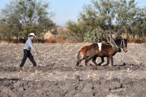 GESTIONAN APOYOS PARA AGRICULTORES AFECTADOS GESTIONAN APOYOS PARA AGRICULTORES AFECTADOS
