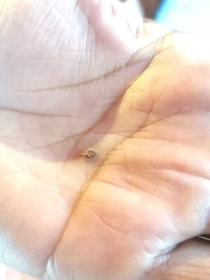 Llama el Sistema de Salud de Guanajuato a sumarse contra la enfermedad de Chagas. Llama el Sistema de Salud de Guanajuato a sumarse contra la enfermedad de Chagas.