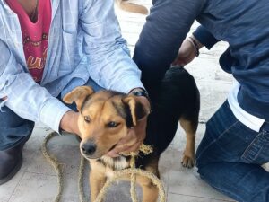 SSG Aplicará 59 mil dosis vacunas antirrábicas para aplicar a perros y gatos SSG Aplicará 59 mil dosis vacunas antirrábicas para aplicar a perros y gatos