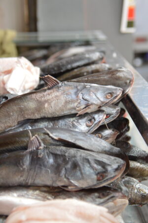 SSG destruye 390 kilos de pescado no apto para consumo humano. SSG destruye 390 kilos de pescado no apto para consumo humano.