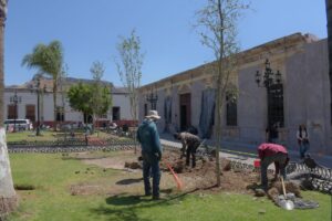 Avanzan trabajos de arbolado en Jardín Hidalgo Avanzan trabajos de arbolado en Jardín Hidalgo