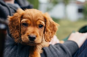 BUSCAN QUE LA CIUDADANÍA SE HAGA RESPONSABLE DE SUS MASCOTAS. BUSCAN QUE LA CIUDADANÍA SE HAGA RESPONSABLE DE SUS MASCOTAS.