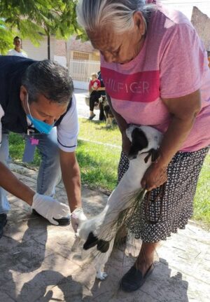 SSG envía 79 mil dosis contra la rabia canina y felina a Manuel Doblado y la región. SSG envía 79 mil dosis contra la rabia canina y felina a Manuel Doblado y la región.