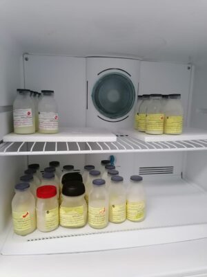 Reciben leche materna 504 bebés de la zona de Acámbaro. Reciben leche materna 504 bebés de la zona de Acámbaro.