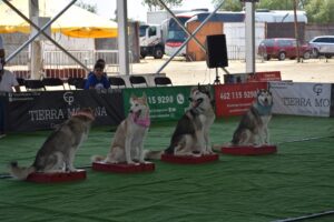 Exhibición de perros entrenados y habilidades caninas ( Galería) Exhibición de perros entrenados y habilidades caninas ( Galería)