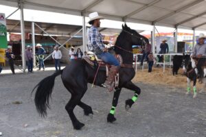 Presentan exposición de razas de caballos y caballos bailadores Presentan exposición de razas de caballos y caballos bailadores