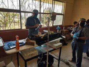 Llevan servicio de esterilizaciones de mascotas a Ojo de Agua de Huanumo Llevan servicio de esterilizaciones de mascotas a Ojo de Agua de Huanumo