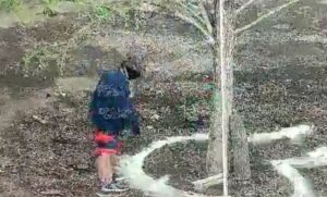 Detienen a hombre por echar cemento al nuevo ahuehuete de la avenida Reforma Detienen a hombre por echar cemento al nuevo ahuehuete de la avenida Reforma