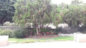 Avistan animales similares a zarigüeyas en centro de Irapuato Avistan animales similares a zarigüeyas en centro de Irapuato