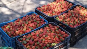 Venta y producción de fresa se ha visto fuertemente afectada por la falta de lluvias Venta y producción de fresa se ha visto fuertemente afectada por la falta de lluvias