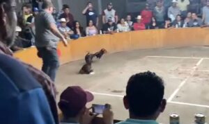 Asesinan a tres personas en pelea de gallos clandestina Asesinan a tres personas en pelea de gallos clandestina