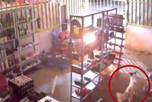 Perrita salva a toda la familia de un incendio Perrita salva a toda la familia de un incendio