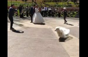 Perrito sorprende en sesión de fotos cuando “roba” el velo de la novia Perrito sorprende en sesión de fotos cuando “roba” el velo de la novia