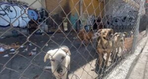 Sin alimento ni atención; así subsisten perritos abandonados en la calle Morelos Sin alimento ni atención; así subsisten perritos abandonados en la calle Morelos