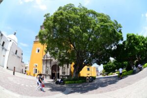 Identifican y conservan árboles patrimoniales de Irapuato Identifican y conservan árboles patrimoniales de Irapuato