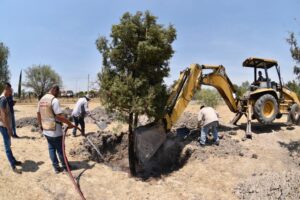 FRACASÓ TRASPLANTE DE ÁRBOLES DE CEDRO RETIRADOS DE LOS TERRENOS DE LA PLANTA TERMOELÉCTRICA, PARA HACER OBRAS DE CONSTRUCCIÓN DE PLANTA CICLO COMBINADO FRACASÓ TRASPLANTE DE ÁRBOLES DE CEDRO RETIRADOS DE LOS TERRENOS DE LA PLANTA TERMOELÉCTRICA, PARA HACER OBRAS DE CONSTRUCCIÓN DE PLANTA CICLO COMBINADO