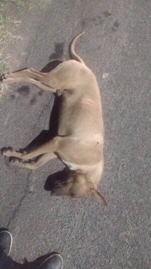 Asesina a balazos a un perro en el fraccionamiento Colinas del Río Asesina a balazos a un perro en el fraccionamiento Colinas del Río
