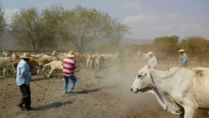 FACTORES ECONÍMICOS, POLÍTICOS Y CAMBIO CLIMÁTICO, HAN INFLUDO PARA QUE ACTIVIDAD GANADERA NO CREZCA EN SALAMANCA FACTORES ECONÍMICOS, POLÍTICOS Y CAMBIO CLIMÁTICO, HAN INFLUDO PARA QUE ACTIVIDAD GANADERA NO CREZCA EN SALAMANCA